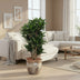 Dracaena Compacta (Drachenbaum) Ø24cm - ↕80cm Bild 3