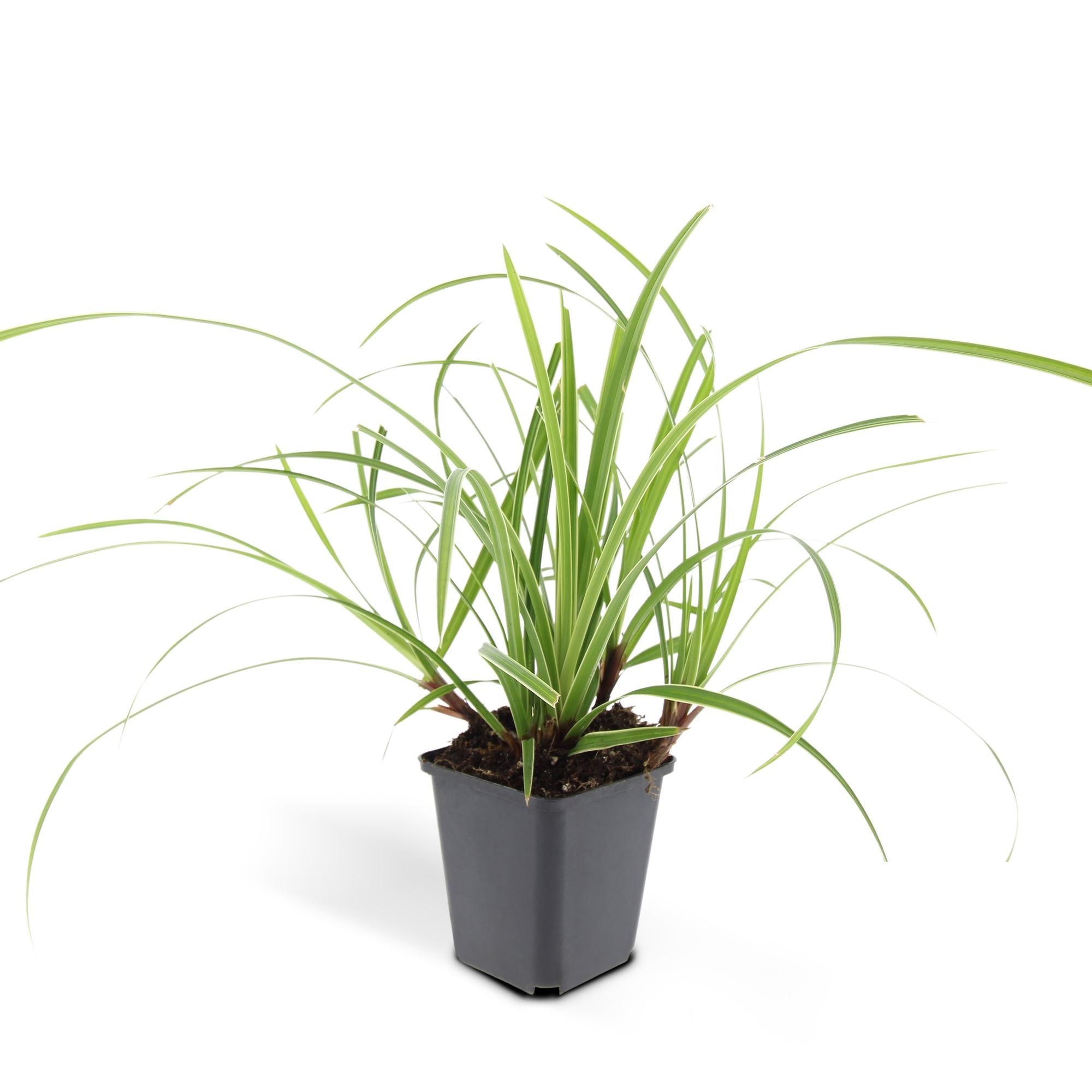 12x Carex morrowii 'Ice Dance' - Ziergras für Garten & Balkon