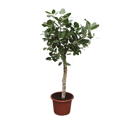 Ficus Benghalensis Baum - 200 cm Höhe, ø50 Topf
