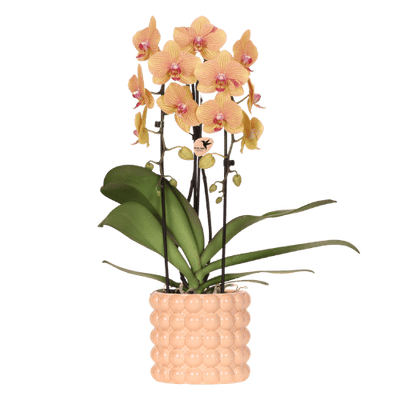 Kolibri Orchidee Niagara Falls mit Poppy-Übertopf peach