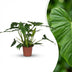 Philodendron Lacerum Houseplant: Easy Care, 65cm, 19cm Pot Bild 1