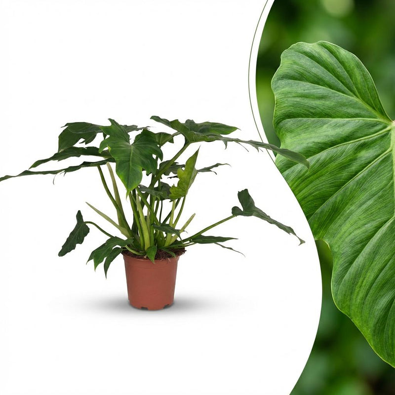 Philodendron Lacerum Houseplant: Easy Care, 65cm, 19cm Pot