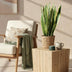 Sansevieria Laurentii mit Korb - Pflegeleicht & Dekorativ Bild 5