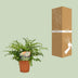 Asplenium Parvati - Farn (Ø12cm, ↕35cm) - Eleganz für Ihr Zuhause Bild 4