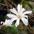 Magnolia stellata 'Sternmagnolie' - 3 Pflanzen - Weiße Blüte, pflegeleicht Bild 4