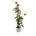 4x Thunbergia alata Rose Sensation, Ø13 cm, Höhe 60 cm Bild 1