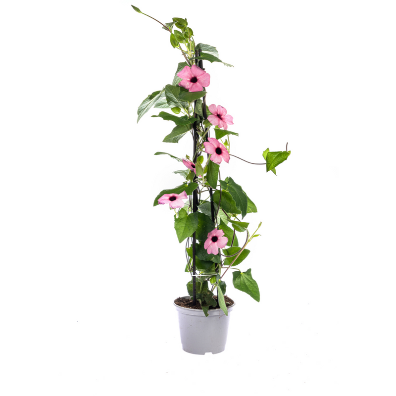 4x Thunbergia alata Rose Sensation, Ø13 cm, Höhe 60 cm