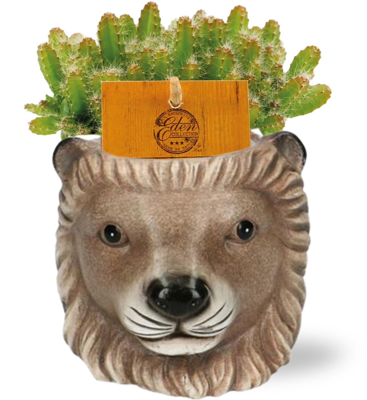 Hylocereus Undatus - Ø11cm - ↕15cm + Planter Leeuw D11/13x10cm - Braun
