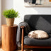 Bamboo Grass 'Monica' Houseplant with Basket - Pet-Friendly Bild 5