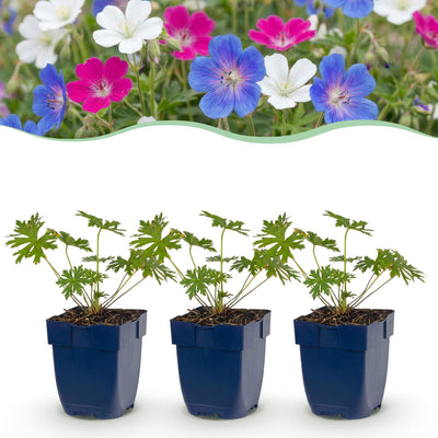 Green boutiQ - Perennial - Geranium Tricolour - Crane's Bill - Ground Cover - Purple - Pink - White - 24 Plants - Pot 11cm - Height 15-25cm