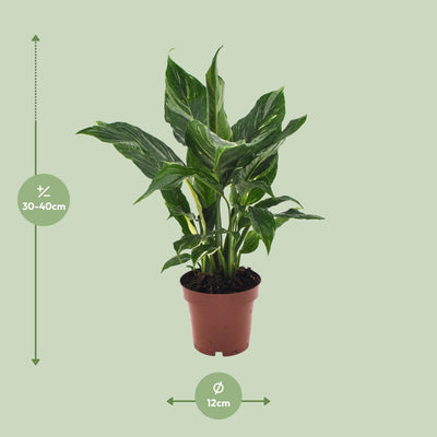 Spathiphyllum Diamond Friedenslilie Ø12cm ↕40cm - Luftreinigend