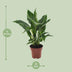 Spathiphyllum Diamond Friedenslilie Ø12cm ↕40cm - Luftreinigend Bild 2