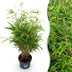 Green boutiQ - Gräser - Fargesia Rufa - Bambus - Nicht Ausbreitend - Grün - 1 Pflanze - Topf 23 cm - Höhe 80 cm Bild 1