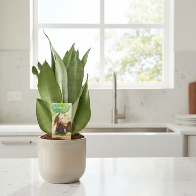 Sansevieria Moonshine: Silberne Blätter, pflegeleicht, 40cm