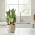 Sansevieria Moonshine: Silberne Blätter, pflegeleicht, 40cm Bild 2