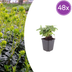 48x Euphorbia amygdaloides 'Robbiae' – Robust Perennial for the Garden Bild 1