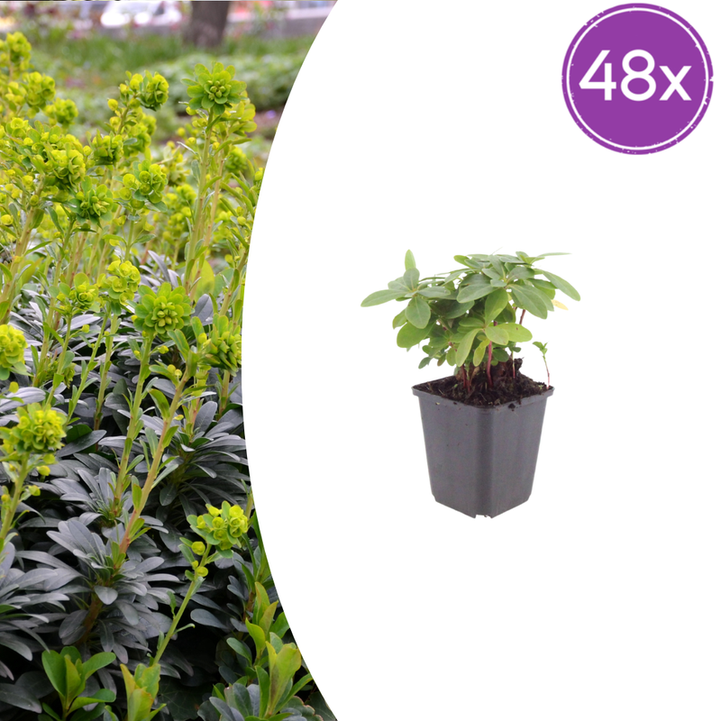 48x Euphorbia amygdaloides 'Robbiae' – Robust Perennial for the Garden