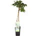 Wisteria 'Longissima Alba' - White Wisteria - Ø15cm - ↕65cm Bild 1