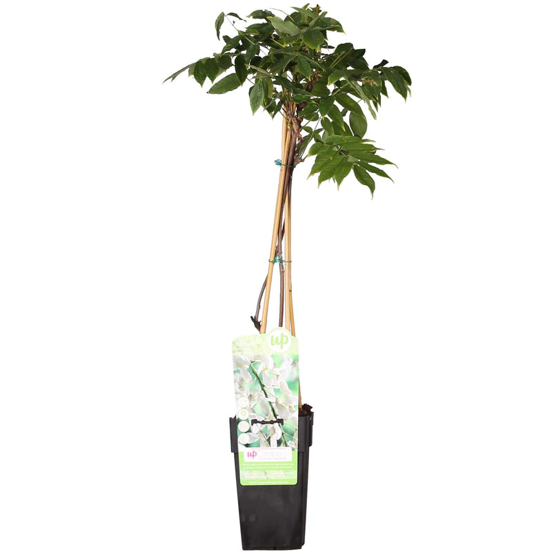 Wisteria 'Longissima Alba' - White Wisteria - Ø15cm - ↕65cm