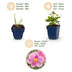 Green boutiQ - Perennial - Anemone hup. Splendens - Autumn Anemone - Shade - Dark Pink - 3 Plants - Pot 11cm - Height 15-25cm Bild 10