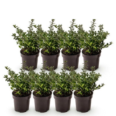 Green boutiQ - 8x Ilex crenata Stokes - Japanische Stechpalme - Heckenpflanzen - Immergrün - Grün - Topf 9cm - Höhe 20-30cm