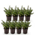 Green boutiQ - 8x Ilex crenata Stokes - Japanische Stechpalme - Heckenpflanzen - Immergrün - Grün - Topf 9cm - Höhe 20-30cm Bild 2