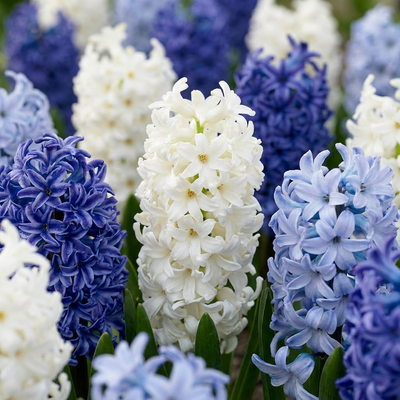 40x Hyazinthen Zwiebeln 'Blue Water Mix' - Blauer Frühling