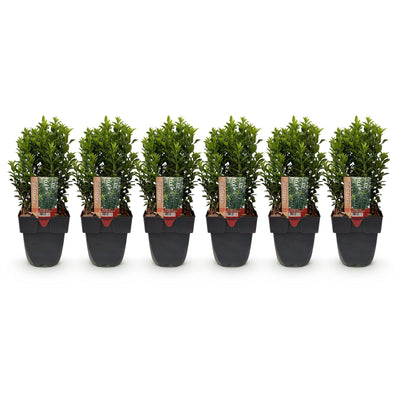 GreenboutiQ Euonymus Green Spire: Immergrüne Heckenpflanze, 6 Stück