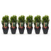 GreenboutiQ Euonymus Green Spire: Immergrüne Heckenpflanze, 6 Stück Bild 2