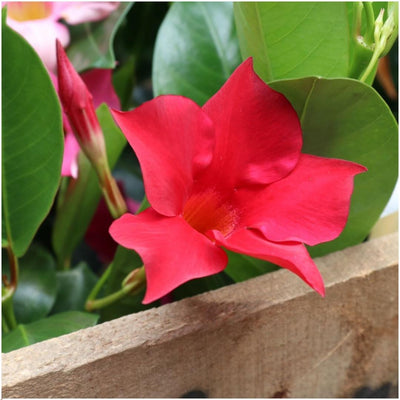 6x Dipladenia Rot (Mandevilla) - Ø12 cm Topf - 25 cm Hoch