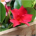 6x Dipladenia Rot (Mandevilla) - Ø12 cm Topf - 25 cm Hoch Bild 2