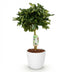 Schefflera Gold Capelle Fingerbaum: Pflegeleichte Zimmerpflanze mit Topf Bild 2