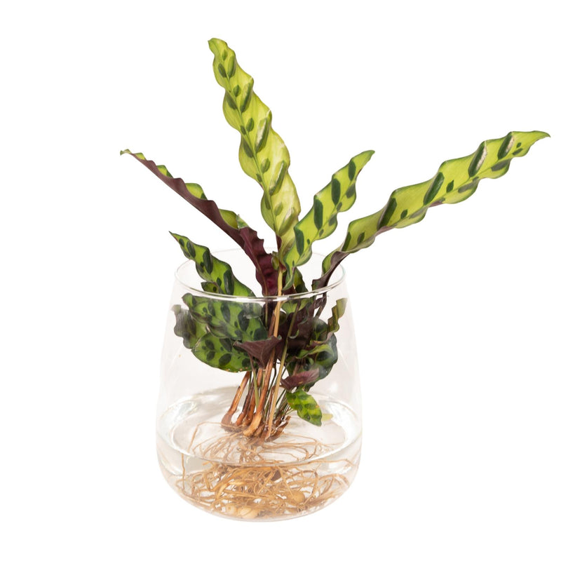 Calathea Insignis Hydroponik-Pflanze im Kingston Glas