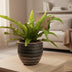 Asplenium Antiquum Nestfarn im Topf (Ø12cm, H25cm) Bild 2