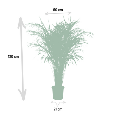 Areca-Palme (Dypsis Lutescens) - Ø21cm - ↕100cm