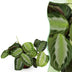 Maranta Fascinator Silverband Houseplant, Pet-Friendly, 12cm Pot Bild 1
