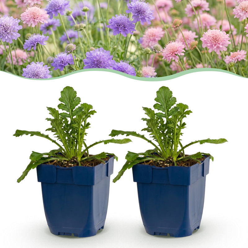 Green boutiQ - Perennial - Scabiosa Duo - Pincushion Flower - Bee and Butterfly Attractors - Purple - Pink - 24 Plants - Pot 11cm - Height 15-25cm
