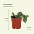 4x Scindapsus Pictus - Silberner Pothos - Topfgröße 5cm, Ø12cm Bild 2