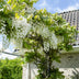 Wisteria 'Longissima Alba' - White Wisteria - Ø15cm - ↕65cm Bild 6