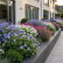 Green boutiQ - Perennial - Geranium Tricolour - Crane's Bill - Ground Cover - Purple - Pink - White - 6 Plants - Pot 11cm - Height 15-25cm Bild 6