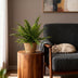 Green Lady Fern (Nephrolepis exaltata) - Pet-friendly, 25cm, incl. basket Bild 5