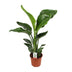 Strelitzia Nicolai - Paradiesvogelblume Ø17cm, ↕70cm Bild 1