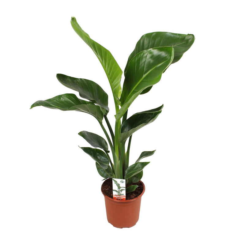Strelitzia Nicolai - Paradiesvogelblume Ø17cm, ↕70cm