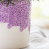 Kolibri Orchids | Purple Vienna Orchid + Bloom Cachepot purple – Pot size Ø9cm | flowering houseplant – fresh from the grower Bild 4