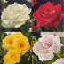 GreenboutiQ Kletterrose 'Rosa Rainbow' - 4 Pflanzen im Topf Bild 4