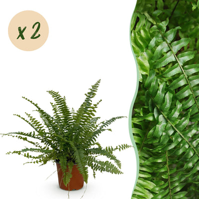 Green Lady Farn (2er Pack) - Haustierfreundlich, Topf 12cm