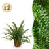 Green Lady Farn (2er Pack) - Haustierfreundlich, Topf 12cm Bild 1