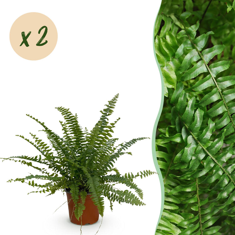 Green Lady Farn (2er Pack) - Haustierfreundlich, Topf 12cm