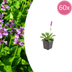 Stachys mon. 'Hummelo' Perennial, 10-25cm, Pot Ø9cm, Perennial Bild 1