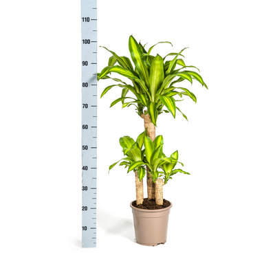 Dracaena Fragrans Massangeana mit Topf Ø21cm, ↕90-110cm